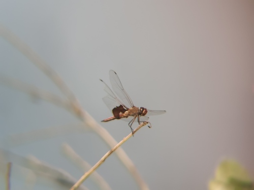 iNaturalist observation photo of Red Saddlebags