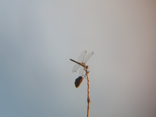 iNaturalist observation photo of Blue Dasher