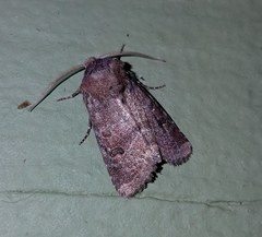 Protorthodes oviduca