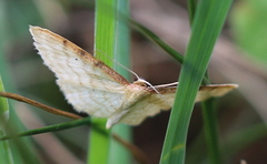 Idaea humiliata