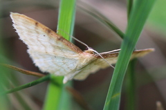 Idaea humiliata