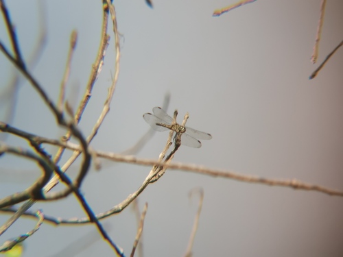 iNaturalist observation photo of Blue Dasher