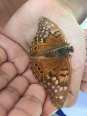 Apaturinae