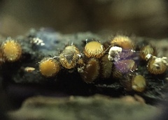Scutellinia erinaceus
