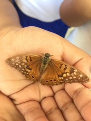 Apaturinae