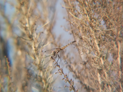 iNaturalist observation photo of Blue Dasher