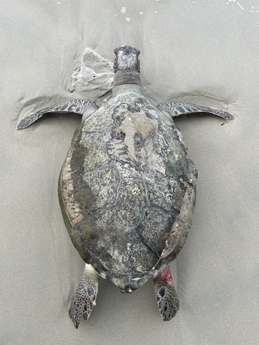 Green Sea Turtle