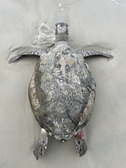 Green Sea Turtle