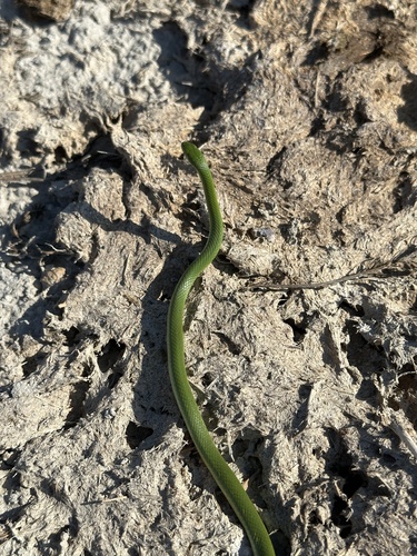 Smooth Greensnake