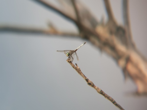 iNaturalist observation photo of Blue Dasher