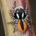 Red-bellied Jumping Spider - Photo (c) Valter Jacinto | Portugal, some rights reserved (CC BY-NC-SA)