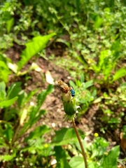 Chrysidoidea
