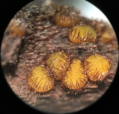 Scutellinia erinaceus