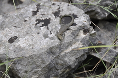 Dalmatolacerta oxycephala