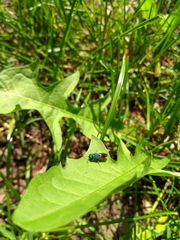 Chrysidoidea