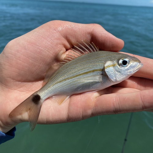 Caesar (Haemulon aurolineatum) — Haemulidae — 2