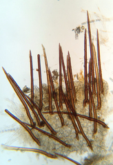 Scutellinia erinaceus