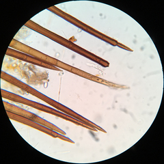 Scutellinia erinaceus