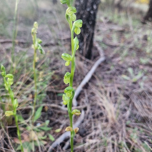 Image of Pterostylis mutica by (c) jaimshae, some rights reserved (CC BY)
