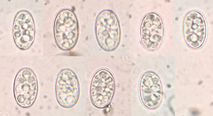 Scutellinia erinaceus
