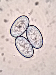 Scutellinia erinaceus