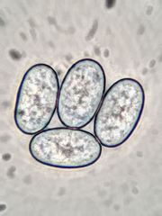 Scutellinia erinaceus