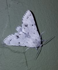 Acronicta vulpina