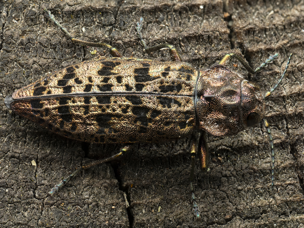 Trachykele nimbosa