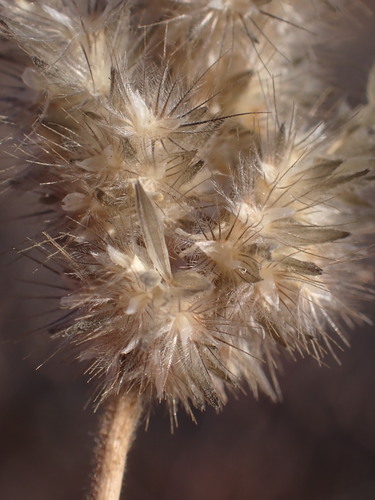 Enneapogon cenchroides