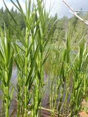 Dulichium arundinaceum