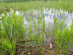 Dulichium arundinaceum