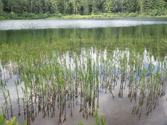 Dulichium arundinaceum