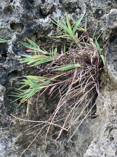 Ischaemum aureum iNat (2)