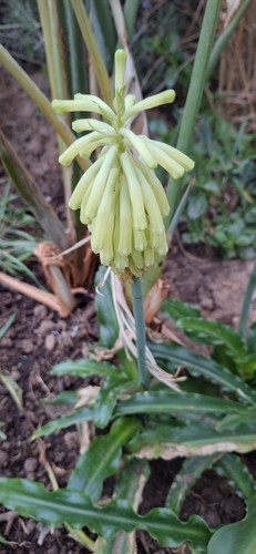Veltheimia bracteata