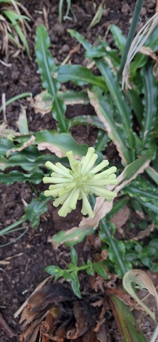 Veltheimia bracteata