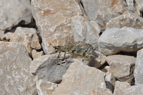 Veliki mravolovac (Palpares libelluloides)