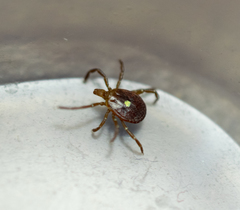 Amblyomma americanum