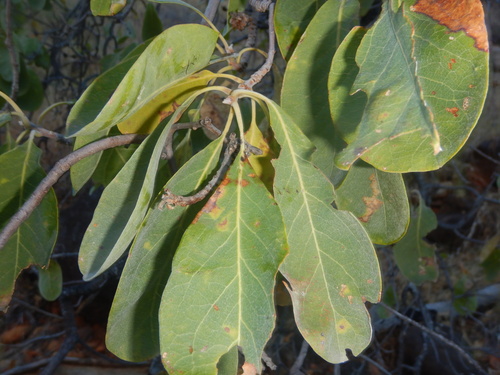 Terminalia aridicola (Terminalia aridicola)
