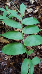Polygonatum biflorum