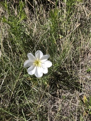 Oenothera albicaulis