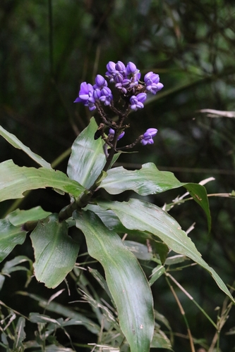 Dichorisandra thyrsiflora
