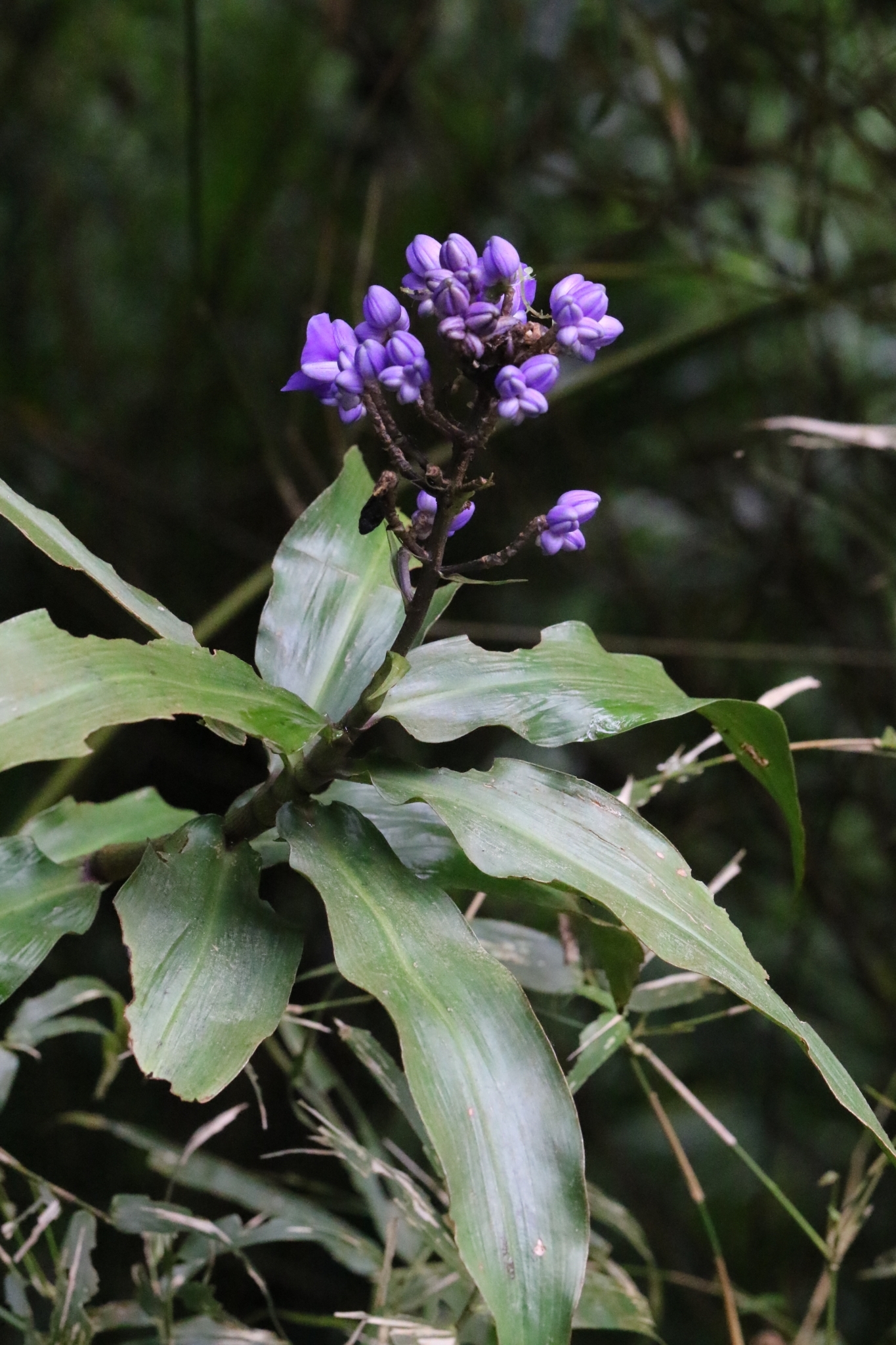 Blue ginger (Dichorisandra thyrsiflora)  iNaturalist