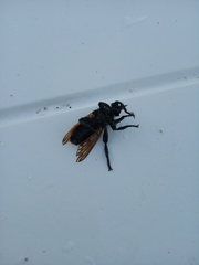 Laphria hecate