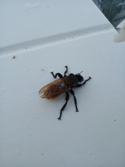 Laphria hecate