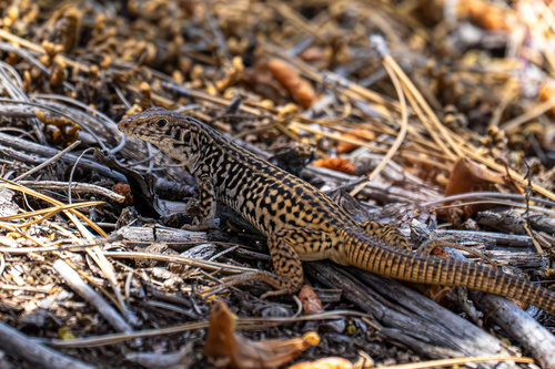 iNaturalist observation photo of Western Whiptail