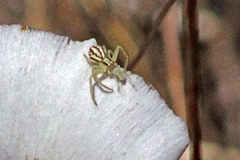 Mecaphesa schlingeri