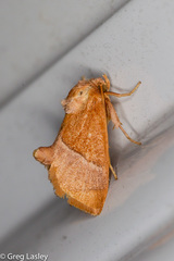 Apoda latomia