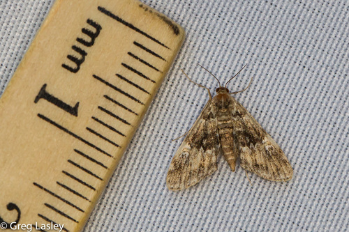 Waterlily Leafcutter Moth