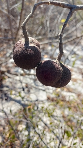 Rhopalocarpus similis
