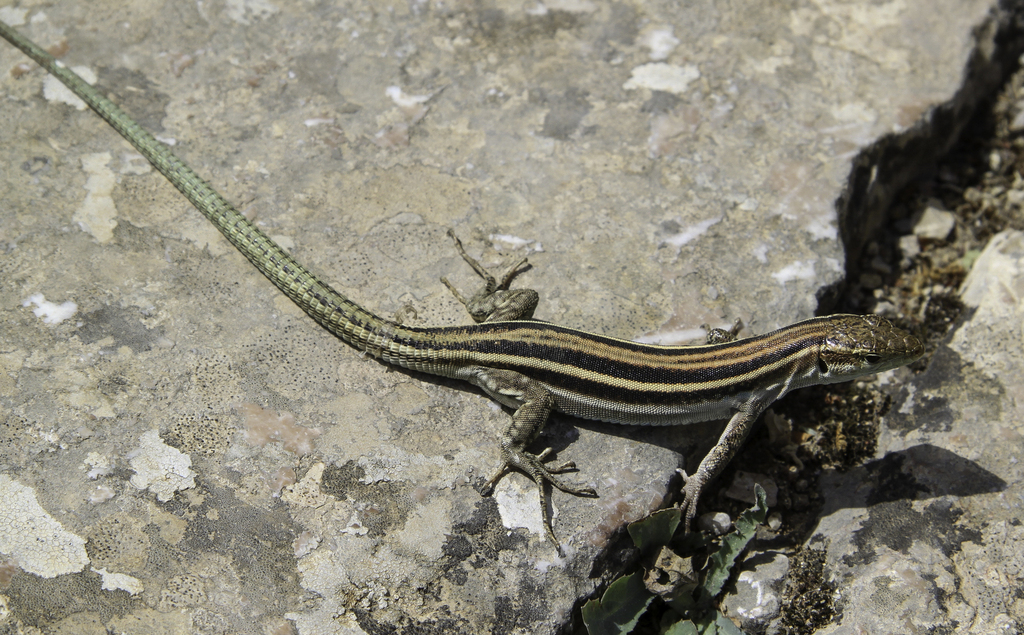 Eastern Peloponnese Wall Lizard